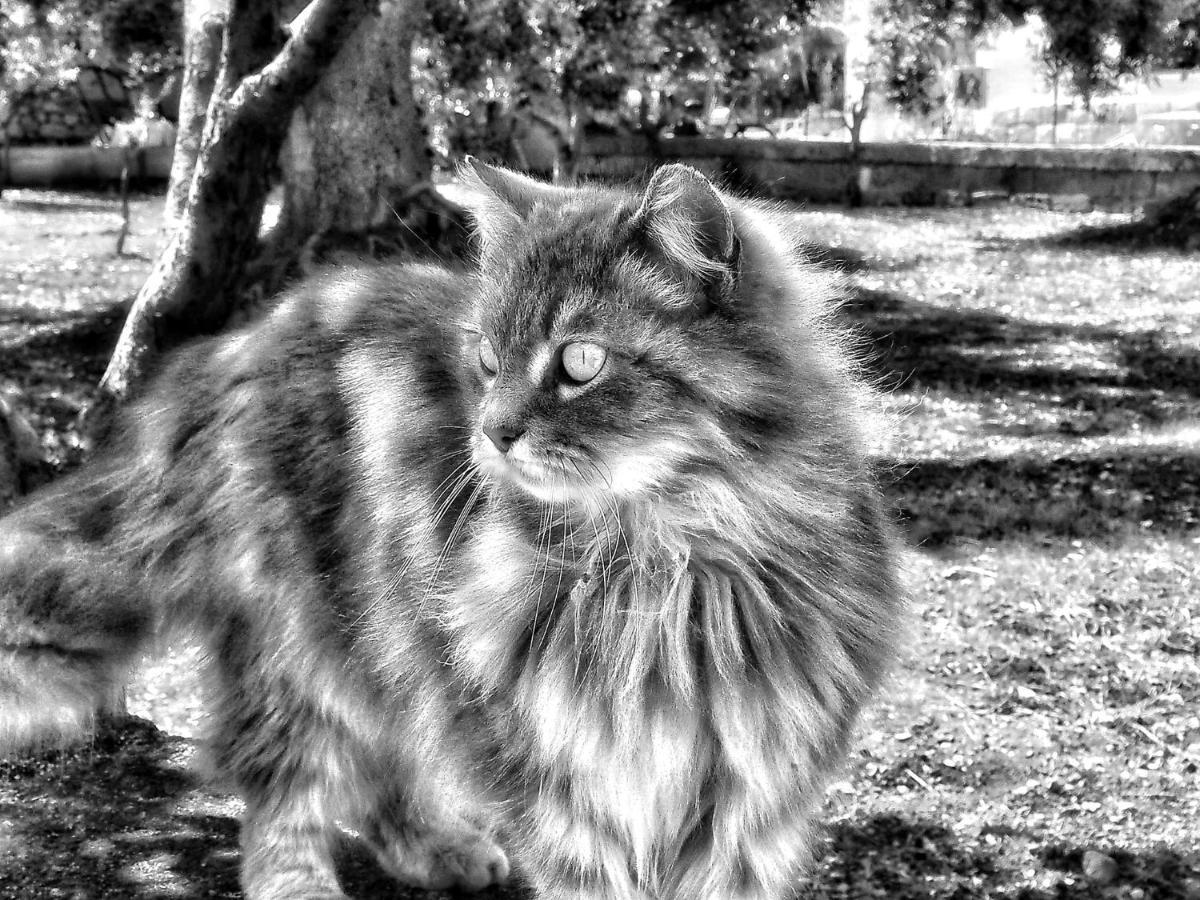 La Cummersa Del Gatto Locorotondo Exterior photo